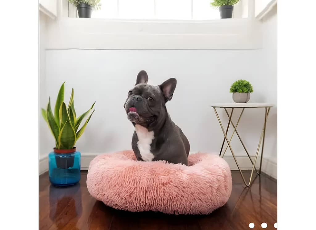 dog-1-scaled.jpg